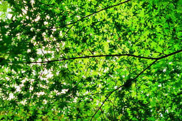 Fototapeta na wymiar 日本の美しい青モミジ コピースペースあり　Beautiful green maple with copy space in Japan