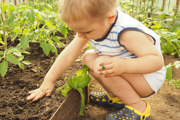 .little boy in a greenhouse digs his hands in the ground..