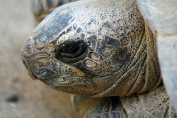 Aldabra-Riesenschildkroete