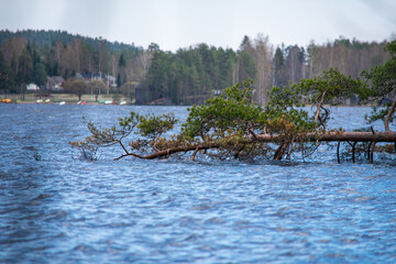 As time pass by, some trees growing along the lake's side fall into it. Some are submerged in the water, while some continue to grow on top of it, just like this pine tree photographed in spring.