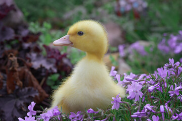 Little yellow duckling on a glade of grassy pink phloxes
