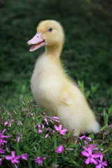 Little flashy yellow duckling on a meadow of grassy pink phloxes