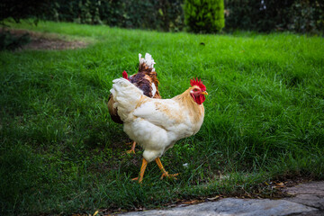 Two free range chickens walking on the green lawn
