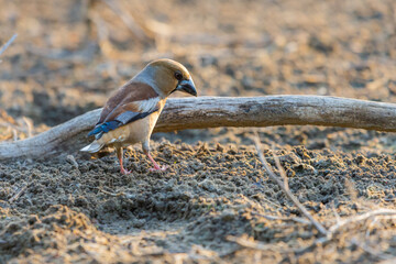 A common hawfinch or Coccothraustes coccothraustes
