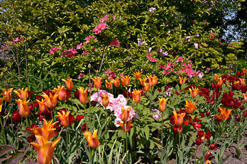 closeup red and orange tulips (Tulipa) with pink rhododendrons in the background