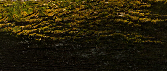Tree trunk close up with copy space for text