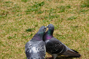 鳩のカップル
