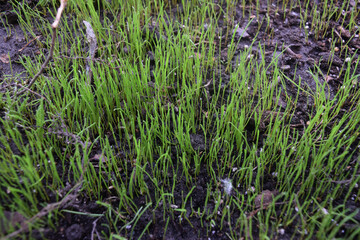 Wild grass growing cr2020 darrelljbanks