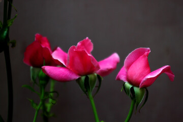 Three buds of roses on a dark background. Buds of pink flowers.