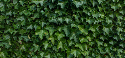 Fototapeta na wymiar background with green plants with copy space