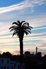 Obraz premium Sunset with palm and chemtrails