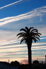 Obraz premium Sunset with palm and chemtrails