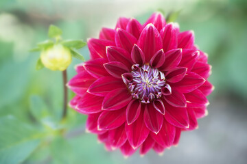 Red Dahlia flower macro on blurred background