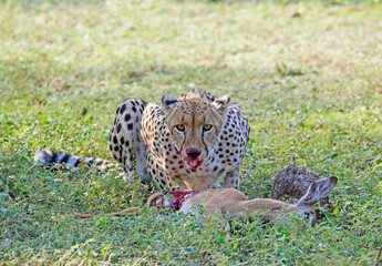 Cheetah eating an impala 2