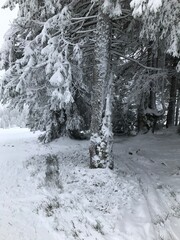 Baum im Winter