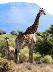Naklejka na ściany i meble Giraffe mother and baby