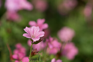 Close up of pink geranium with selective focus on one flower