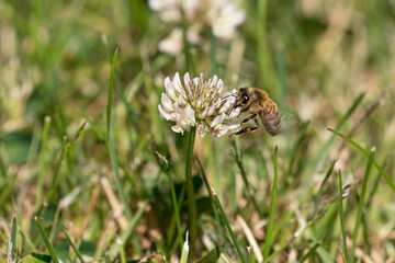 Honey bee sucking nectar from a white clover flower in a grass lawn