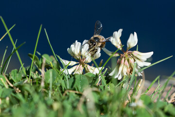 Honey bee sucking nectar from a white clover flower in a grass lawn with dark blue background