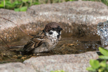 Side view of cute bathing european tree sparrow with drops hanging in the air facing right