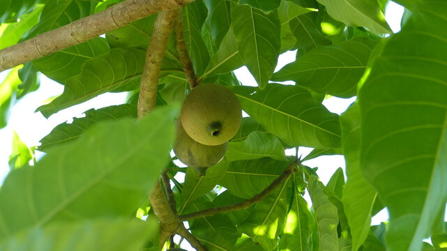 Jenipapo fruto do jenipapeiro