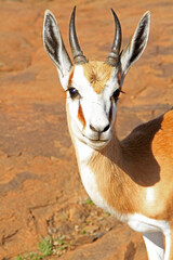 Portrait of a springbok © Aberson