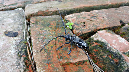 Alaskan cattle native to Jeju Island, Korea