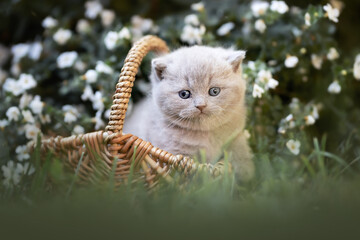 Süßes BKH Kitten Katzenbaby mit Blumen im Garten