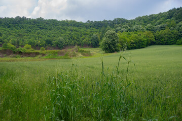 Beautiful meadows on the mountain Divcibare near Valjevo, Serbia