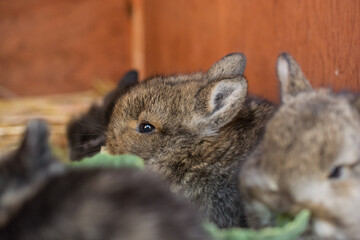 Baby rabbit sits in a stall and eats salad