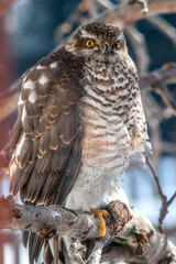 A hawk is sitting in a tree, close-up.