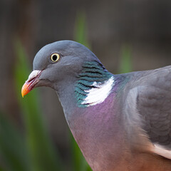 close up of wood pidgin 
