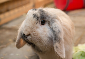 Portrait of a floppy ear rabbit