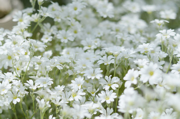 セラスチュームの群生