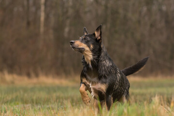 A dog stands in hunting position in a puddle on a meadow
