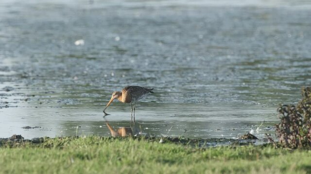 Black-tailed godwit (Limosa limosa) shorebird  in the new Reevediep nature reserve near Kampen, Overijssel, during a beautiful springtime evening. Slow motion clip at half speed.