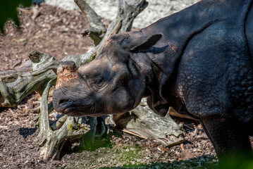 Nahaufnahme von einem Panzernashorn