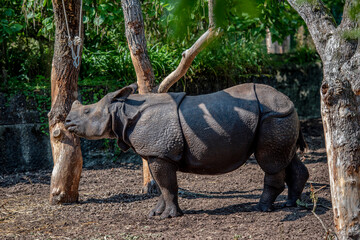 Panzernashorn in einem Tierpark