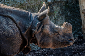 Obraz premium Nahaufnahme von einem Panzernashorn