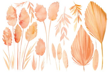 Set of drawings of dry plants, Tropical Leaves, on a white background, watercolor illustration, beige herbs