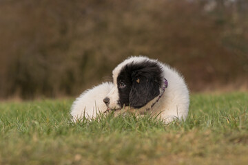 A Landseer Bernhardiner puppy lies on a meadow