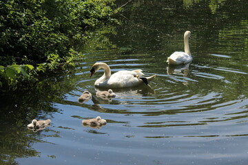 family of swans