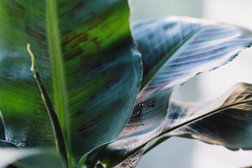 Obraz premium Close up banana plant textured leaf.