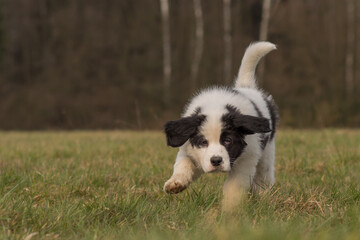 Naklejka na ściany i meble A Landseer St. Bernard puppy runs over a meadow