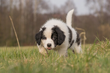 A Landseer St. Bernard puppy runs over a meadow