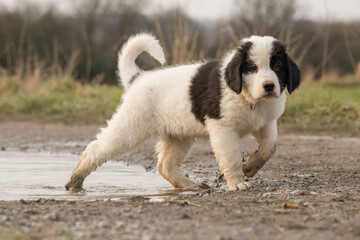 Naklejka na ściany i meble A Landseer St. Bernard puppy goes through a puddle