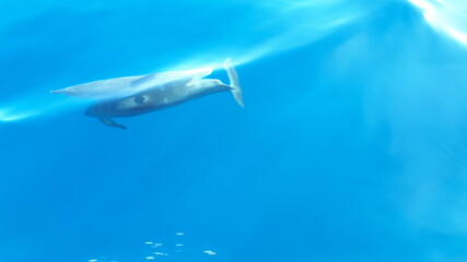 delfiny płyną przy jachcie