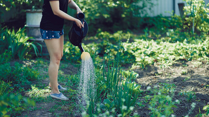 Young woman watering vegetable garden from watering can. Close up of women's hands watering seedbed of onions. Concept of summer and garden care, organic products and eco-friendly lifestyle.