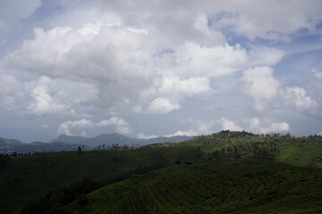 Fototapeta premium Nature with landscape and tea garden 