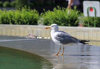 Larus argentatus gull in profile